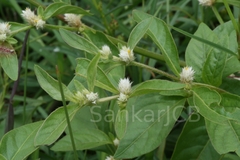 Gomphrena celosioides